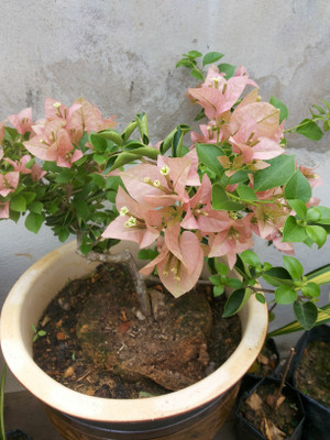 AS Plantation Bougainvillea Plant(Hybrid, Pack of 1)