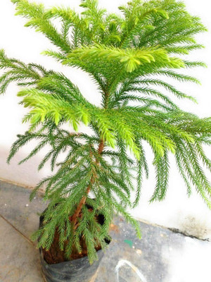 GreenyOn Christmas Tree Plant(Hybrid, Pack of 1)