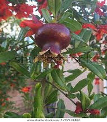 Cloud Farm Pomegranate Plant(Hybrid, Pack of 1)