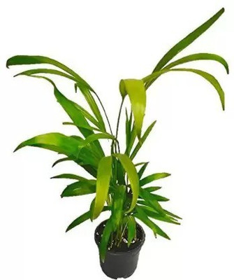 Augadh Areca Palm(Hybrid, Pack of 1)