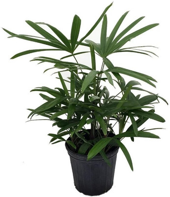 KPL RHAPIS PALM Rhapis Palm Plant(Hybrid, Pack of 1)