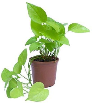 Cloud Farm Money Plant(Hybrid, Pack of 1)