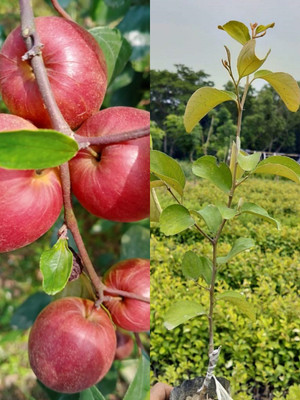 Cloud Farm Ber Apple Plant(Hybrid, Pack of 1)