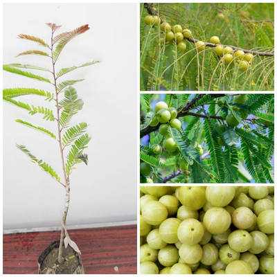 Cloud Farm Amla Plant(Hybrid, Pack of 1)