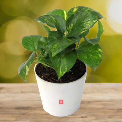 GreenyOn Money Plant(Hybrid, Pack of 1)