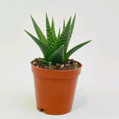KUMUBON Howarthia Zebra Plant(Hybrid, Pack of 1)