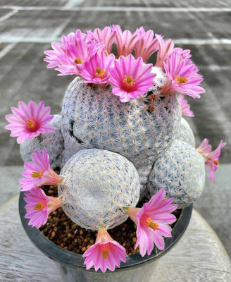 golfcactus Cactus Opuntia Microdasys Plant(Pack of 1)