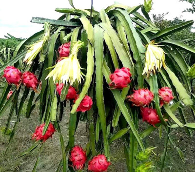 Cloud Farm Dragon Tree(Hybrid, Pack of 1)