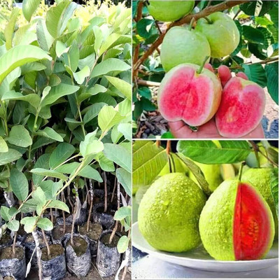 ibains Red diamond guava seeds Seed(108 per packet)