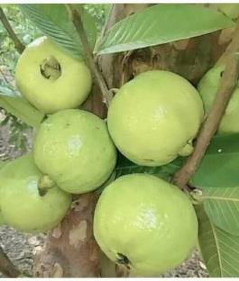 My Dream Nursery Guava Plant(Hybrid, Pack of 1)