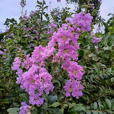 ALOCHUZ Jasmine Plant(Hybrid, Pack of 1)