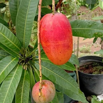 Miyazaki Mango Plant(Pack of 1)