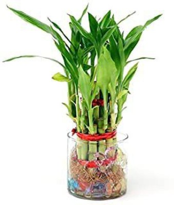 GHF Two Layer Bamboo Plant(Hybrid, Pack of 1)