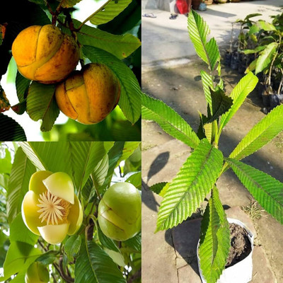 ADANNAYA Elephant Apple Plant(Hybrid, Pack of 1)