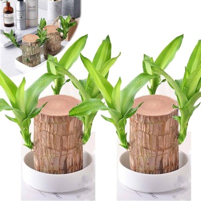 Atipriya Mini Brazalian wood(Pack of 2)