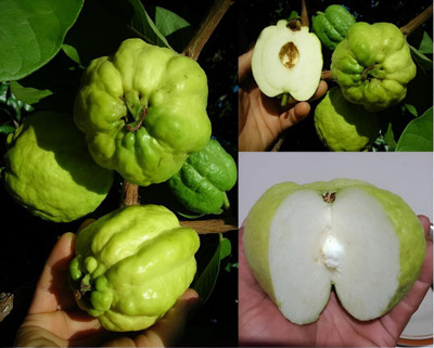 Green view Guava Plant(Hybrid, Pack of 1)
