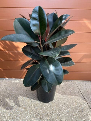 Cloud Farm Rubber Tree(Hybrid, Pack of 1)