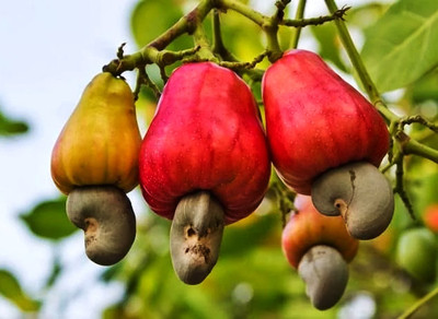 OrganicEarth Cashew Apple Plant(Hybrid, Pack of 1)