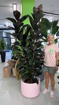 ABEFARIYA Rubber Tree(Hybrid, Pack of 1)