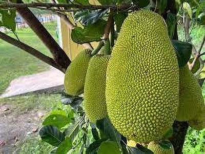 AICHPLANTSEED Jackfruit Plant(Hybrid, Pack of 1)