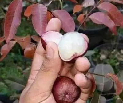 KrishnaNursery Litchi Plant(Hybrid, Pack of 1)