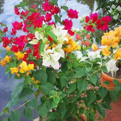 NEW DEBNATHNURSERY Baugainvillea Plant(Hybrid, Pack of 1)