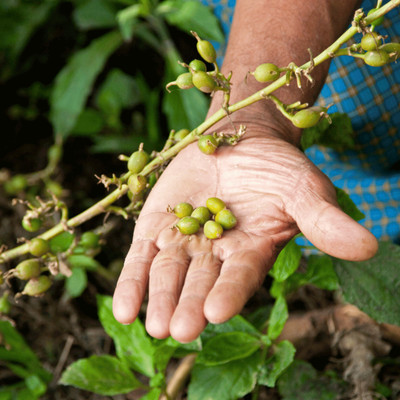 Paudhe wale Elaichi/Cardamom Plant(Hybrid, Pack of 1)