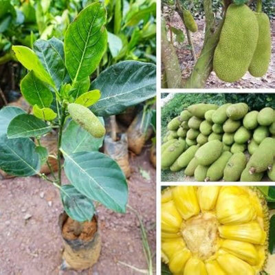 Leafyjoy Jackfruit Plant(Hybrid, Pack of 1)