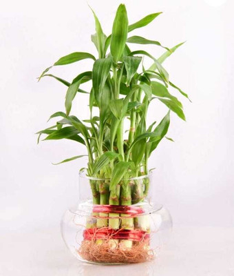 GREENII Two Layer Bamboo Plant(Hybrid, Pack of 1)