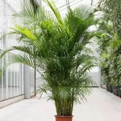 Augadh Areca Palm(Hybrid, Pack of 1)