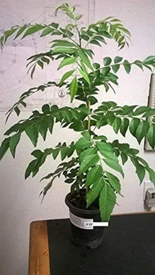 SSPLANTS Curry Leaf Plant(Hybrid, Pack of 1)