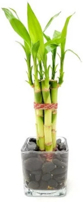 SOPRIYANURSERY Bamboo Palm Plant(Hybrid, Pack of 1)