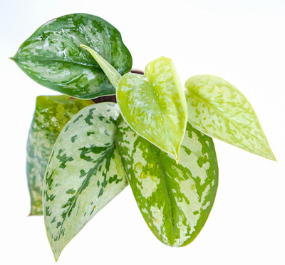 DOOR TO GARDEN Money Plant  sapling(Hybrid, Pack of 1)