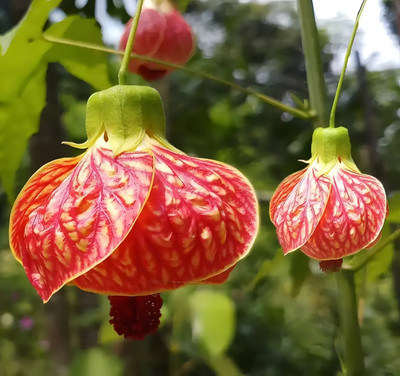 GLOBQRO Hibiscus Plant(Hybrid, Pack of 1)