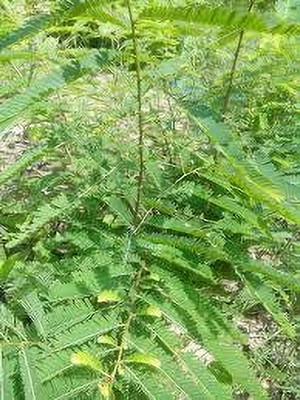 GLOBQRO Amla Plant(Hybrid, Pack of 1)