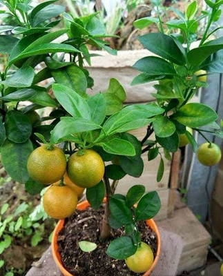 Cloud Farm Orange Plant(Hybrid, Pack of 1)