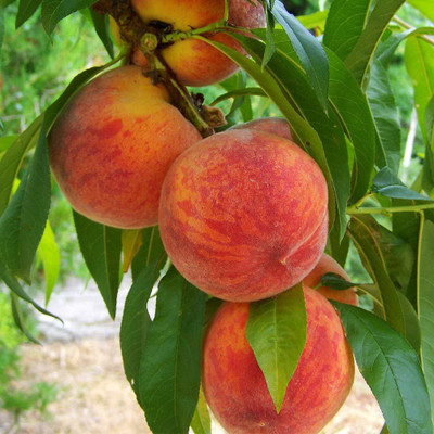 KANAYA Peach Aadu Fruit Seed(1 per packet)