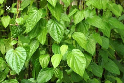 Nurseryfriend Betel Leaf Plant(Hybrid, Pack of 1)