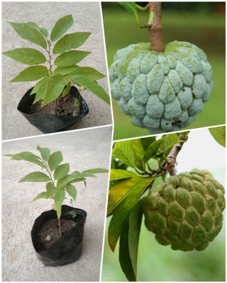 Cloud Farm Custard Apple Plant(Hybrid, Pack of 1)