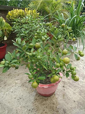 Nandini business group Lemon Plant(Hybrid, Pack of 1)