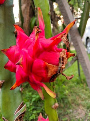 BEWPOLENA Dragon Tree(Hybrid, Pack of 1)