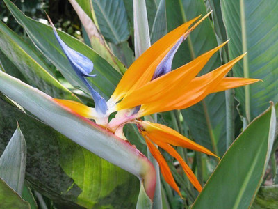 Cloud Farm Bird of Paradise Plant(Hybrid, Pack of 1)