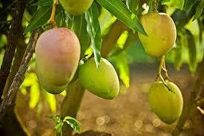 AICHPLANTSEED Mango Plant(Hybrid, Pack of 1)