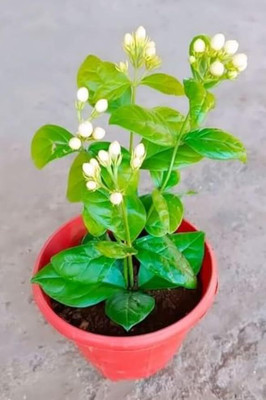 Guruji Plantation Jasmine Plant(Hybrid, Pack of 1)