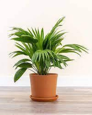 KPL TABLE PLAM Table Palm Plant(Hybrid, Pack of 1)