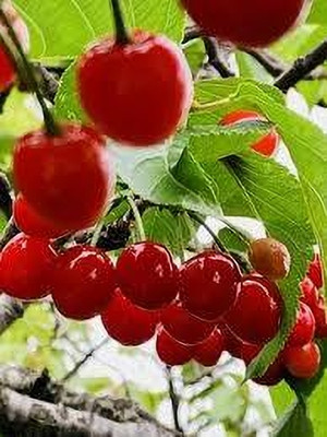 thai cherry Cherry Fruit Plant(Hybrid, Pack of 1)