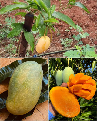 YourPlant Mango Plant(Hybrid, Pack of 1)
