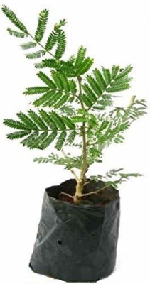 Healthy Vibe With Green Shami/Jand Plant(Hybrid, Pack of 1)