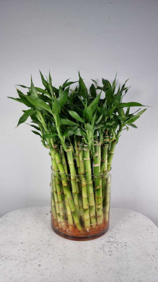 ARYAN EVERGREEN Two Layer Bamboo Plant(Hybrid, Pack of 1)