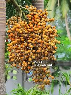 KPL FOXTAIL Foxtail Palm Plant(Hybrid, Pack of 1)